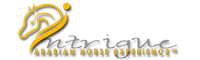 Intrigue Arabian Horse Experience
