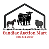 Candiac Auction Mart Bred Cow & Heifer Sale