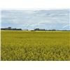 Unreserved 1/4 Section, S.East of Radway