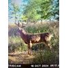 66 Acres of Pratt Co Hunting and Dryland Auction
