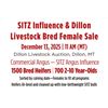 2025 Sitz Influence & Dillon Livestock Bred Female Sale