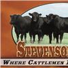 2026 Stevenson Angus Spring Bull Sale