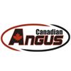 TEAM Feeder Cattle Sale - featuring Angus influence feeders!