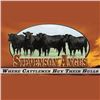 2026 Stevenson Angus Fall Bull Sale