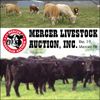 MERCER LIVESTOCK'S 50TH ANNUAL FALL FEEDER CATTLE / BROOD COW CONSIGNMENT AUCTION