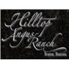 2024 Hilltop Angus