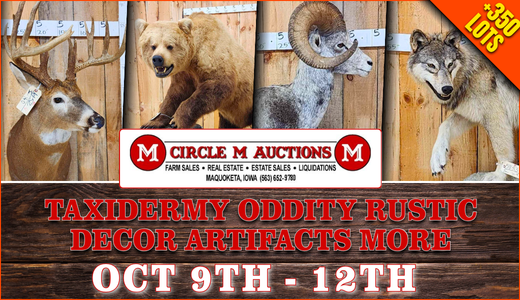 Taxidermy Oddity Rustic Decor Artifacts More