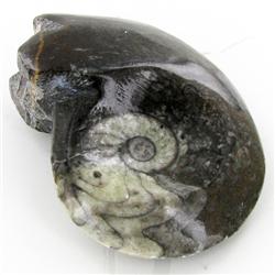 270ct Fire Polished Fossilized Ammonite Whole (MIN-000025)