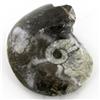 Image 2 : 270ct Fire Polished Fossilized Ammonite Whole (MIN-000025)