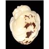 Image 2 : Chinese Handcarved Tagua Ivory Nut (CLB-734)