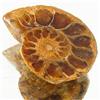 16.57ct Opalized Prehistor Ammonite Jewelry Half (GEM-30376)