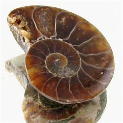 7.36ct Opalized Prehistor Ammonite Jewelry Half (GEM-30391)