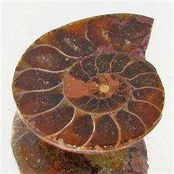 17.59ct Opalized Prehistor Ammonite Jewelry Half (GEM-30462)