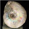 Image 1 : 150ct Opalized Ammonite Full Uncut (MIN-000276)