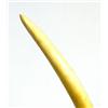 Image 2 : LARGE 20 INCH IVORY ELEPHANT TUSK MOUNTED ON WOOD