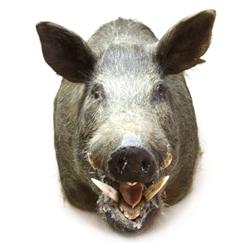 TROPHY WILD BOAR TAXIDERMY SHOULDER MOUNT