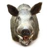 TROPHY WILD BOAR TAXIDERMY SHOULDER MOUNT