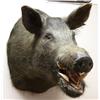 Image 2 : TROPHY WILD BOAR TAXIDERMY SHOULDER MOUNT