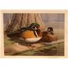 Image 2 : GROUPING OF 4 FRAMED WATERFOWL PICTURES