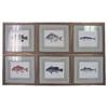 Image 1 : SET OF SIX FRAMED ANTIQUE DENTON FISH COLOR LITHOS