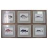 Image 1 : SET OF SIX FRAMED ANTIQUE DENTON FISH COLOR LITHOS