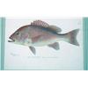 Image 2 : SET OF SIX FRAMED ANTIQUE DENTON FISH COLOR LITHOS