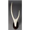 Image 1 : A Fine Chinese Carved Antler Horn