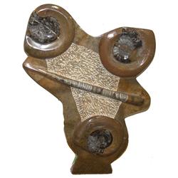 Orthoceras & Ammonite Fossil Display