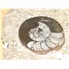 Image 2 : Orthoceras & Ammonite Fossil Display