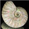 Image 2 : 105ct Opalized Ammonite Full Uncut (MIN-000261)
