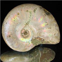 65ct Opalized Ammonite Full Uncut (MIN-000254)