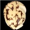 Image 2 : Chinese Handcarved Tagua Ivory Nut (CLB-742)
