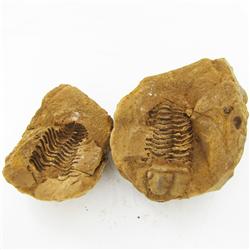 2400ct Natural Tribolite Fossil Uncleaned In Nodule (MIN-000213)