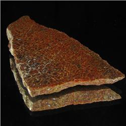 167ct Dinosaur Bone Cut Slab (MIN-000477)