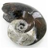5470ct Fire Polished Lg Fossilized Ammonite Whole (MIN-000002)