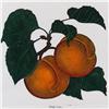 Image 2 : FRUIT MITRA HAND COLORED ETCHING RARE SALE