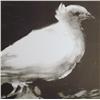 Image 2 : RARE PABLO PICASSO WHITE BIRD SIGNED LITHOGRAPH