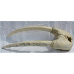 Walrus Tusks