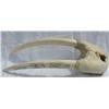 Image 1 : Walrus Tusks