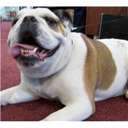 BRUISER HAWKS NFS--SAYS "THANK YOU" FOR BIDDING & WE HOPE TO SEE YOU SEPT. 25TH