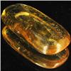 27.37ct Real Natural Amber Many Fossil Insect (GEM-29343)