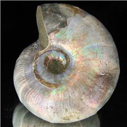 285ct Opalized Ammonite Full Uncut (MIN-000267)