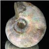 Image 1 : 285ct Opalized Ammonite Full Uncut (MIN-000267)