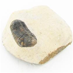 1650ct Fossilized Tribolite On Base Material (MIN-000223)