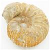 Image 1 : 1530ct Fossilized Natural Ammonite (MIN-000247)