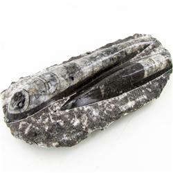 2115ct Orthoceras Fossil Cluster (MIN-000054)