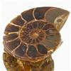 19.02ct Opalized Prehistor Ammonite Jewelry Half (GEM-30401)