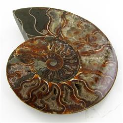 1910ct Opalized Crystalized Lg Ammonite Cut Half (MIN-000006)