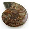 1910ct Opalized Crystalized Lg Ammonite Cut Half (MIN-000006)