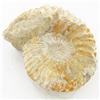 Image 1 : 1445ct Fossilized Natural Ammonite (MIN-000245)